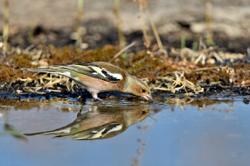 pinzón vulgar (Fringilla coelebs) en el estanque bebiendo y reflejado en el agua. Guaro Andalucía...