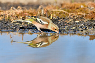 pinzón vulgar en el estanque bebiendo y reflejado en el agua (Fringilla coelebs) Málaga Andalucía España