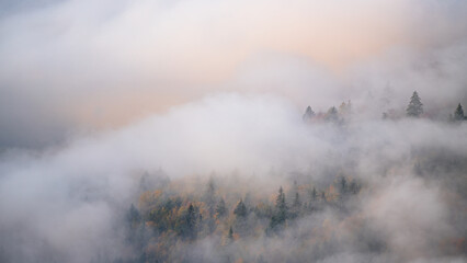 Cloud-covered trees in the German Black Forest during sunrise
