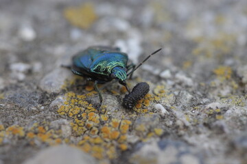 macro of blue bag zircona caerulea with larva