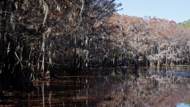 The calm water of Caddo Lake in Texas - travel photography
