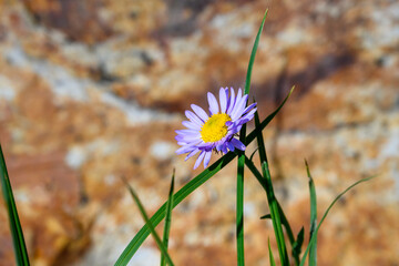 Closeup of purple Alpine Aster wildflower blooming in the alpine wilderness of Paradise area in Mt. Rainier National Park, WA
