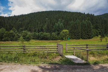 Fototapeta na wymiar Beautifull view of Carpatian forest with fir tries 