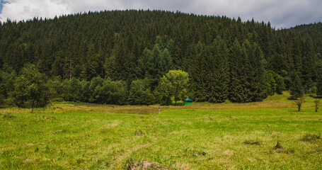 Beautifull view of Carpatian forest with fir tries	