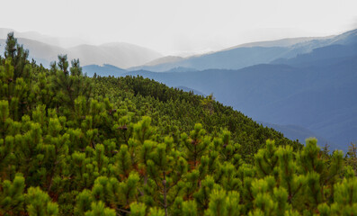Beautifull landscape with Carpatian mountains and pine tries