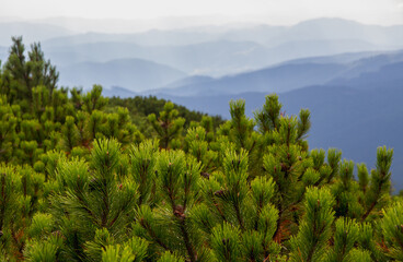 Beautifull landscape with Carpatian mountains and pine tries