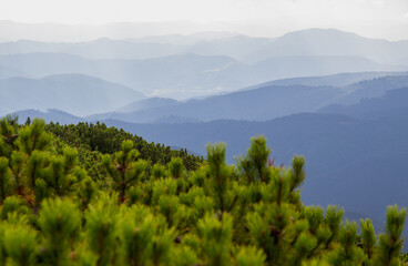 Beautifull landscape with Carpatian mountains and pine tries