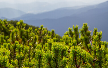 Beautifull landscape with Carpatian mountains and pine tries