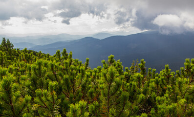 Beautifull landscape with Carpatian mountains and pine tries