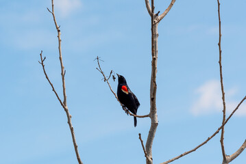 A Red-Winged Blackbird Perched In A Bare Tree