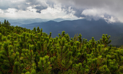 Beautifull landscape with Carpatian mountains and pine tries