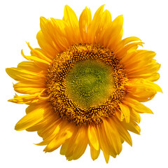 Fototapeta premium Yellow sunflower isolated on transparent background