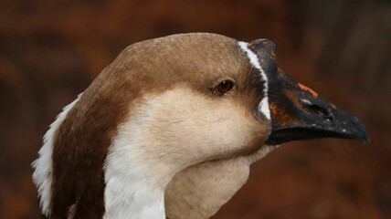 Closeup shot of African goose head