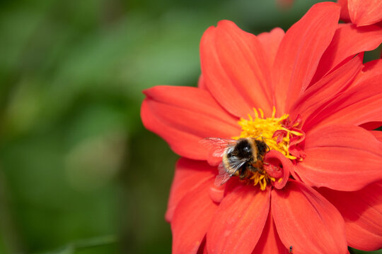 A beautiful red flower blooming in the sunlight provides an inviting home for a bumblebee, showcasing the harmony between nature and pollinators in a vivid close-up.