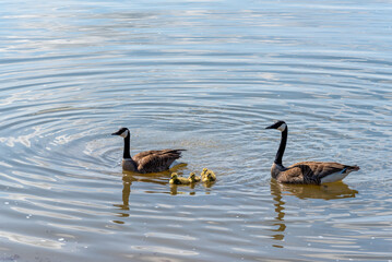 Canada Geese Swimming With Goslings On The River