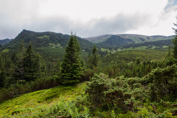 Beautifull view of Carpatian forest with fir tries	