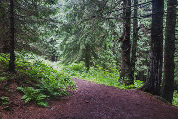 Beautifull landscape with Carpatian mountains and pine tries
