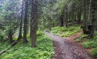 Beautifull landscape with Carpatian mountains and pine tries