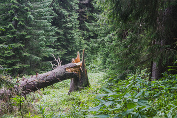 Beautifull landscape with Carpatian mountains and pine tries