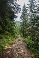 Beautifull view of Carpatian forest with fir tries	