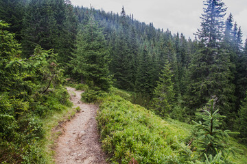 Beautifull view of Carpatian forest with fir tries	