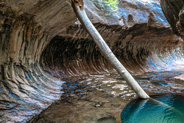 Tree Log in Natural Pool