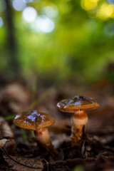 Mushrooms in a chestnut forest.