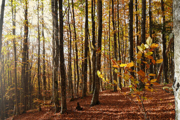 pomeriggio d'autunno
