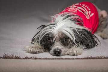 Portrait of a beautiful thoroughbred Chinese crested dog.