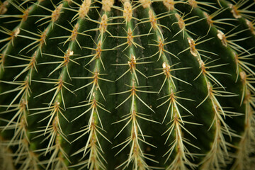 Macro photo of Macro of  lines of catus plant with spines. Close-up photo of cactus plant thorns. 