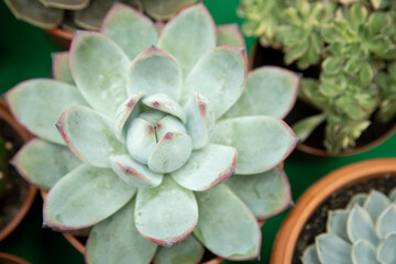 Top photo of flower-like succulent in pot on table. Flower of Graphtopetalum paraguayanse