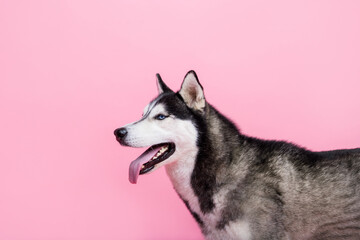 Photo portrait of funky cute black white fur sled dog looking empty space breathing stick out feeling hot isolated pink color background