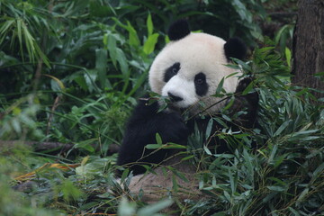 Happy Playful Panda in Taipei Zoo, Taiwan