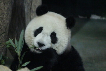 Fototapeta premium Happy Playful Panda in Taipei Zoo, Taiwan