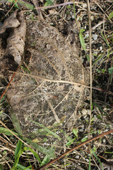 insects have been feeding on this leaf