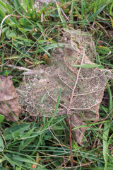 half eaten leaf found on the ground