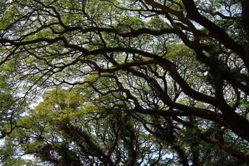 beautiful green and black  rain tree patterns 