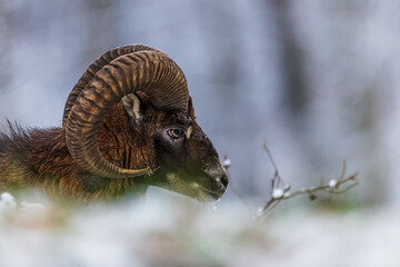 male European mouflon (Ovis aries musimon) has a broken forehead from the fight