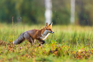 male red fox (Vulpes vulpes) running through the meadow