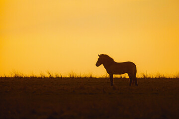 Przewalski's horse (Equus ferus przewalskii ), also called the takhi, Mongolian wild horse or Dzungarian horse,