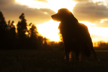 male dog hovawart gold and black in the strong backlight of the sunset