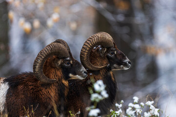 male European mouflon (Ovis aries musimon) close up portraits