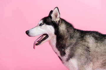 Profile side photo of cute doggy siberian husky look copyspace advertise for pet shop isolated on pastel color background © deagreez