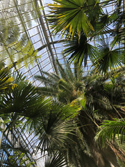 Obraz na płótnie Canvas Palm Tree Greenhouse Up View