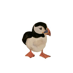 North bird puffin  or penguin with colorful beak on ice watercolor illustration isolated on white. 