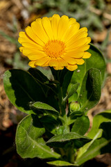 Calendula officinalis, calendula 