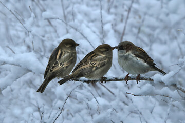 Sperlinge auf einem Zweig im Winter