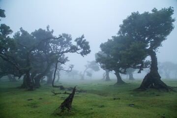 laurel trees in fanal in madeira - 547461927