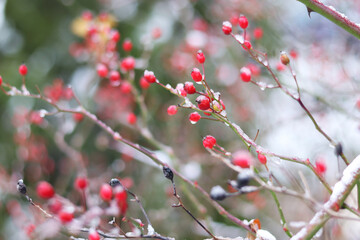 Natural winter background, red berries with snow on them, selective focus