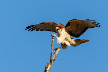 hawk in flight